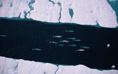 WWF: Lärmbelastung in der Arktis durch Schiffsverkehr in nur sechs Jahren verdoppelt