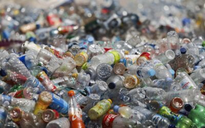 Abfallwirtschaftsgesetz: WWF fordert stärkeren Mehrweg-Ausbau und Pfandsystem