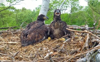 WWF: Sechs Seeadler besendert – Population im Aufwind