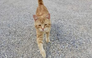 Mikado, die Hofkatze, © by privat Mikado, die Hofkatze, © by privat
