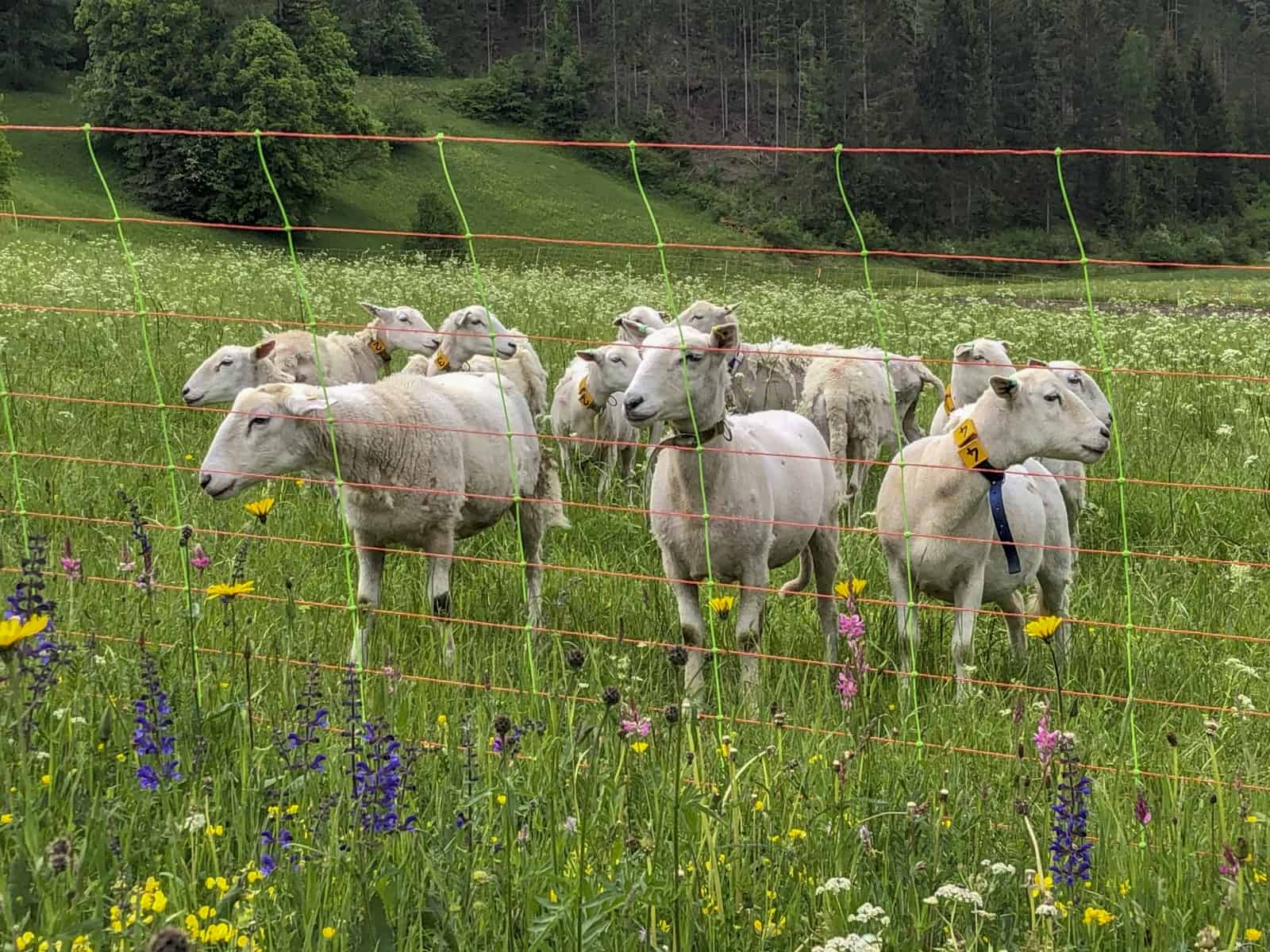 Schafe hinter Herdenschutzzaun, © by Max Rossberg / EWS