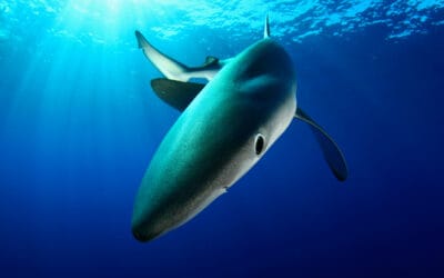 Mittelmeerurlaub: WWF warnt vor verstecktem Haifleisch