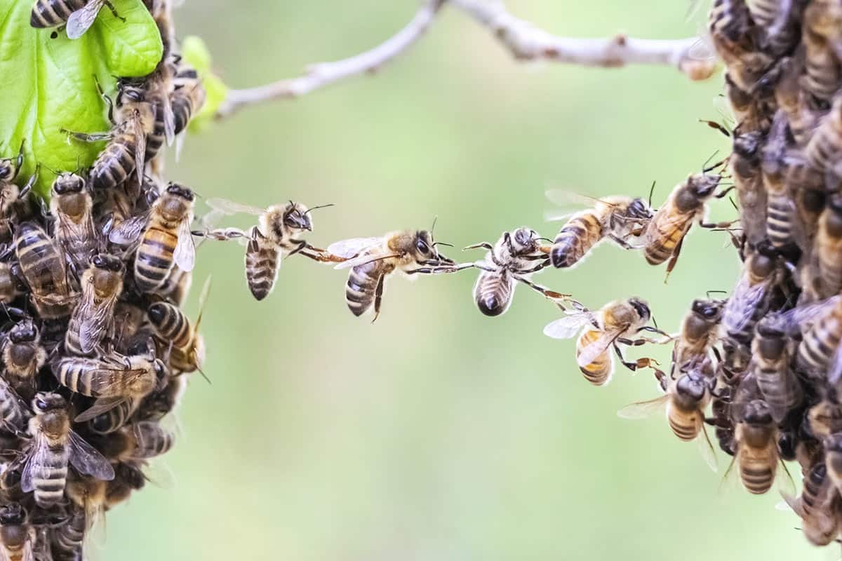 Zusammenarbeit: Bienen bilden eine Kette. (c) Adobe Stock/viesinsh