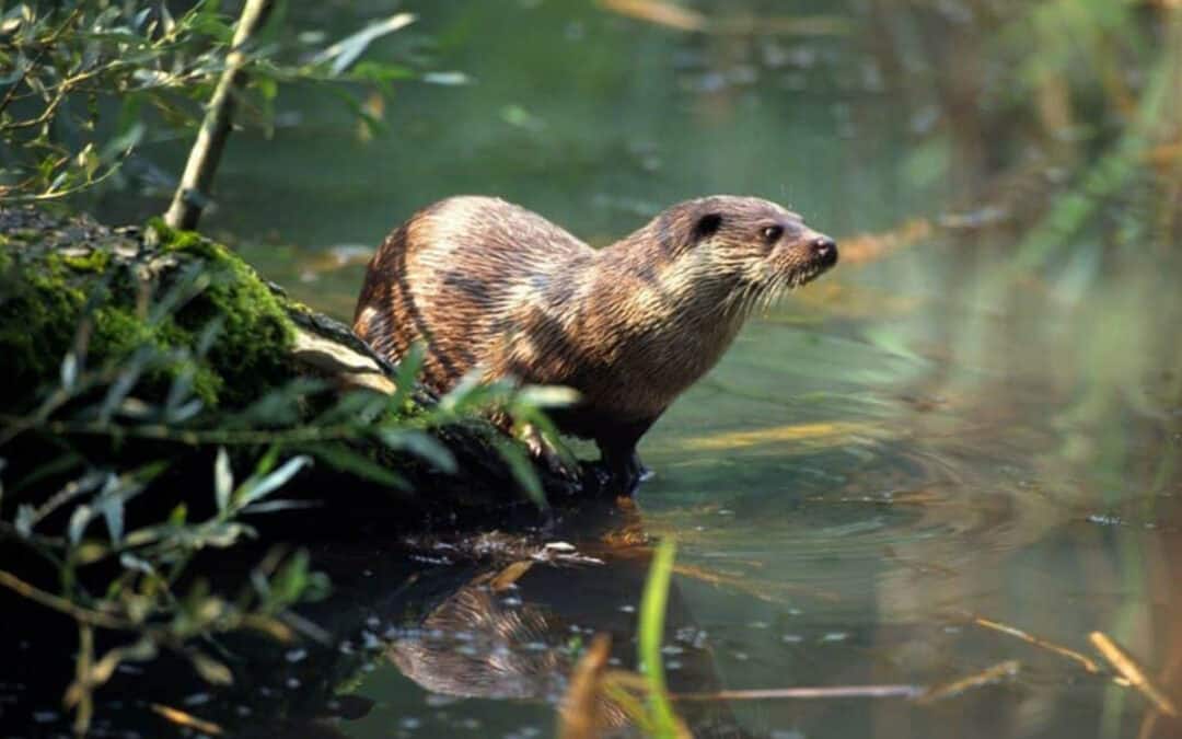 WWF und ÖKOBÜRO: Niederösterreichische Verordnung zur Tötung von bis zu 300 Fischottern rechtswidrig