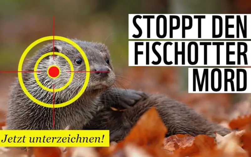 Petition: Stoppt Fischotter Mord