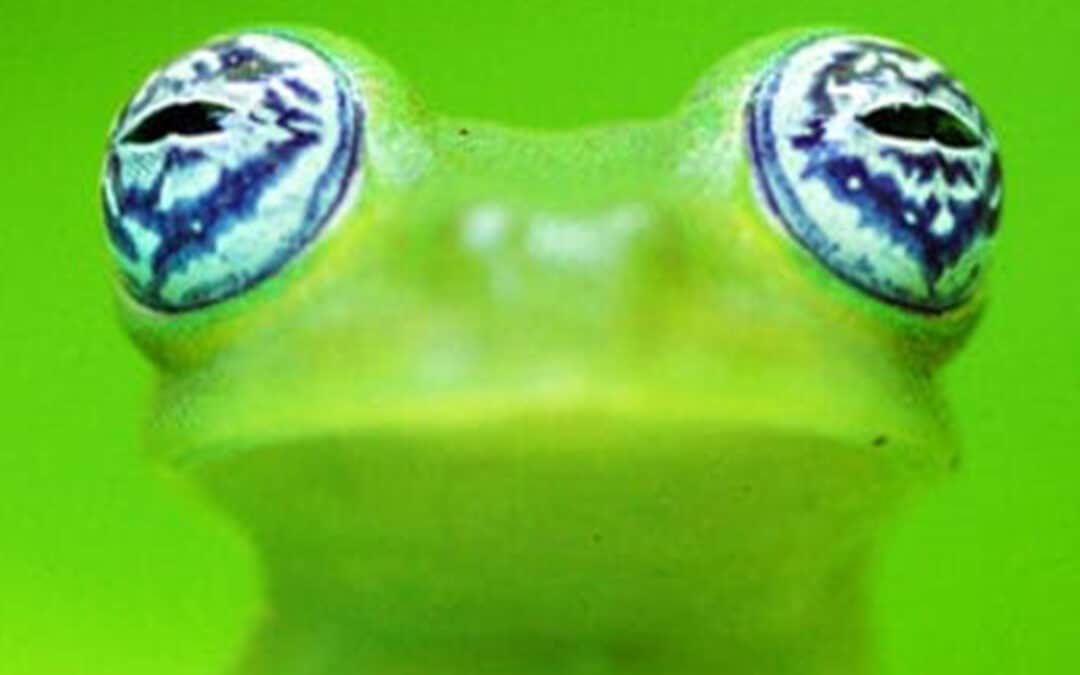 Infos zur WWF Patenschaft