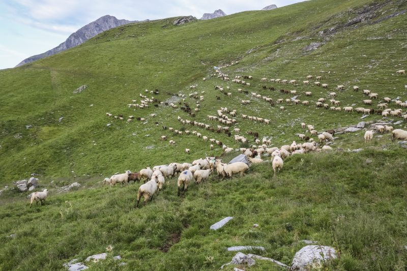 Hirtin hütet Herde mit 400 Tieren mitten im Schweizer Wolfsgebiet