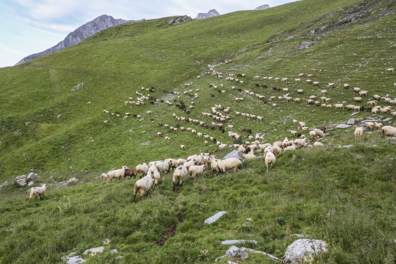 Hirtin hütet Herde mit 400 Tieren mitten im Schweizer Wolfsgebiet Hirtin hütet Herde mit 400 Tieren mitten im Schweizer Wolfsgebiet