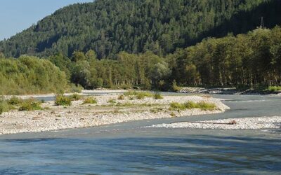 Letzte Chance für die Isel: WWF und VEO beantragen Ausweisung des gesamten Isel-Flusssystems als Naturschutzgebiet