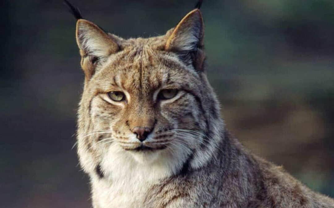 Luchs