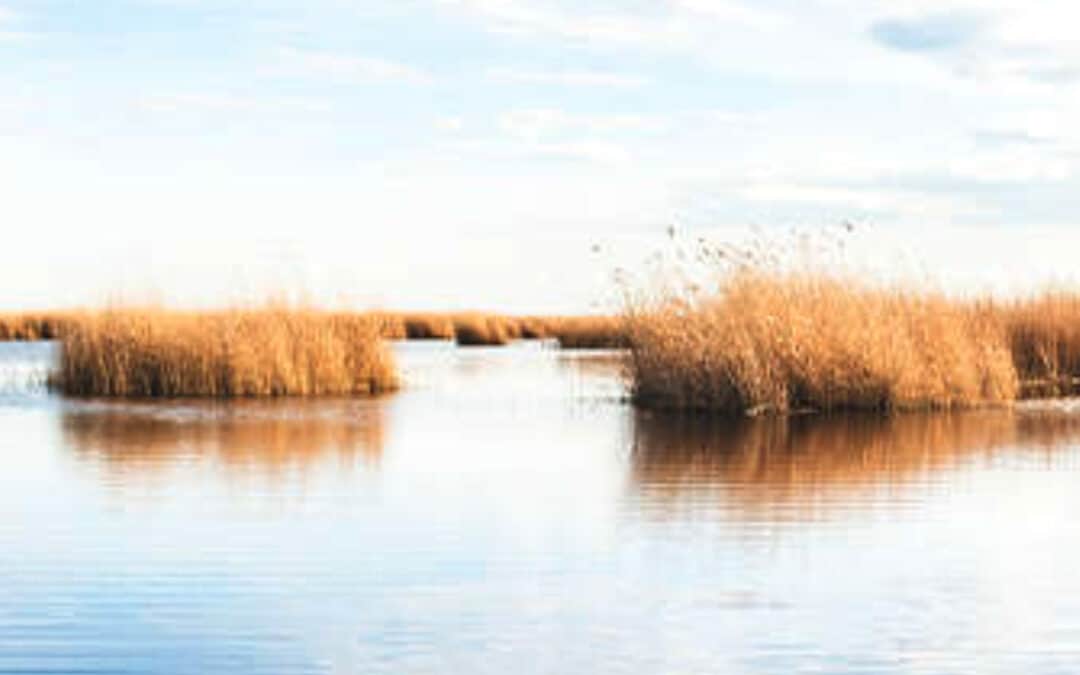 Neusiedler See