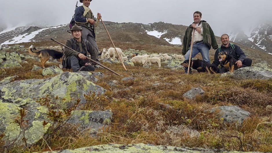 Mehr Hirten und Hirtinnen für weniger Wolfsrisse