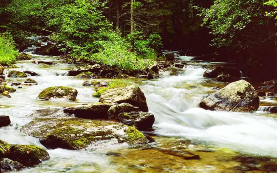 Schwarze Sulm: Bedrohtes Flussjuwel erhalten