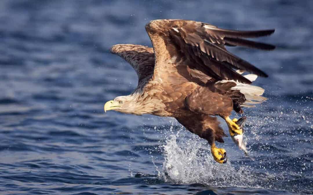 Seeadler
