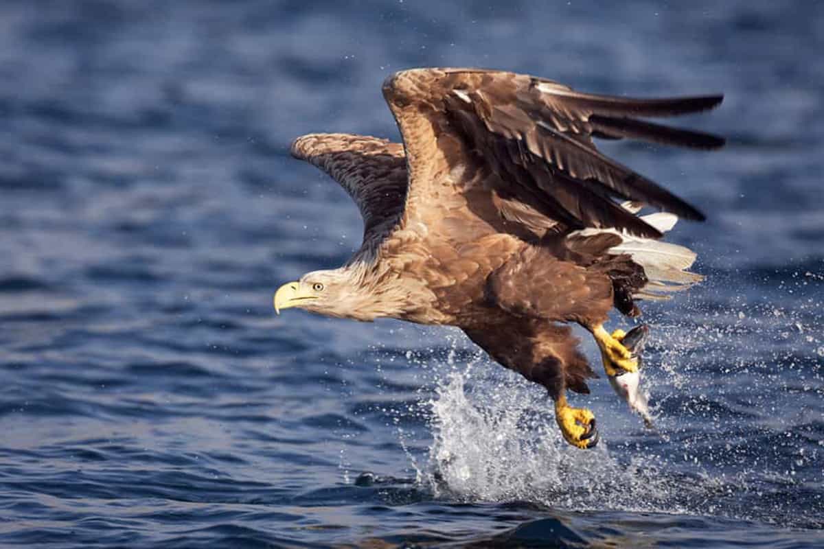 Seeadler - WWF Österreich