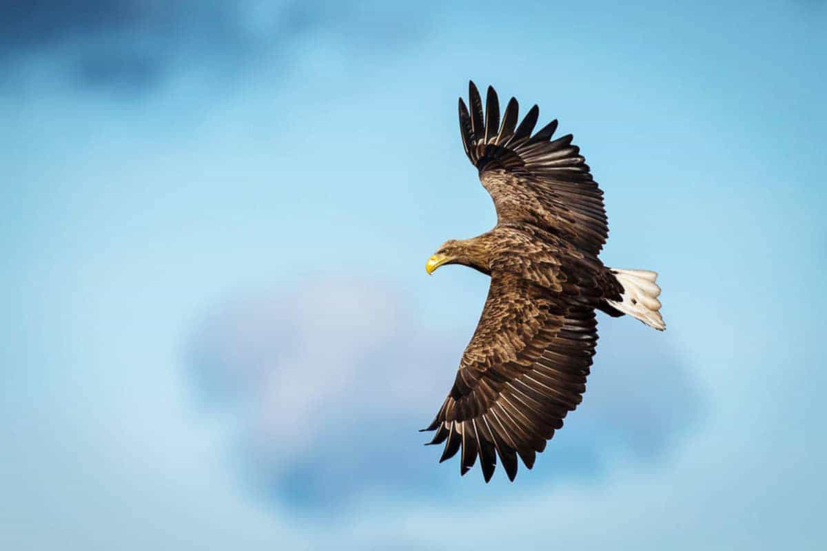 Seeadler_Himmel_cOlaJennersten_1200x800 Seeadler