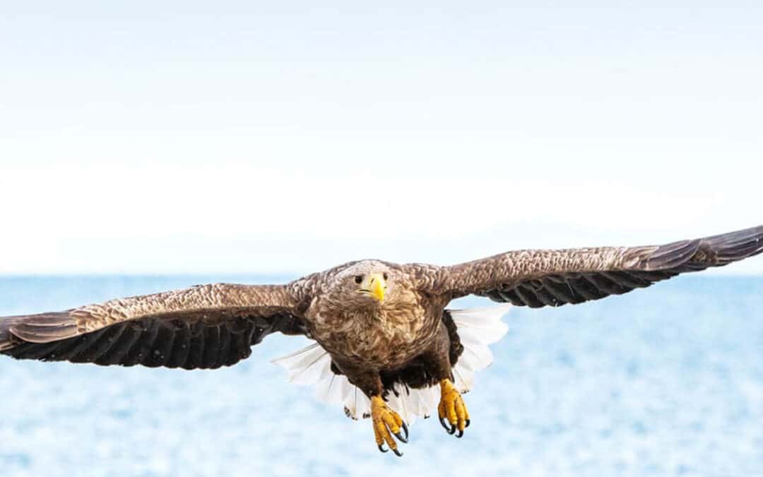 Patenquiz Österreich