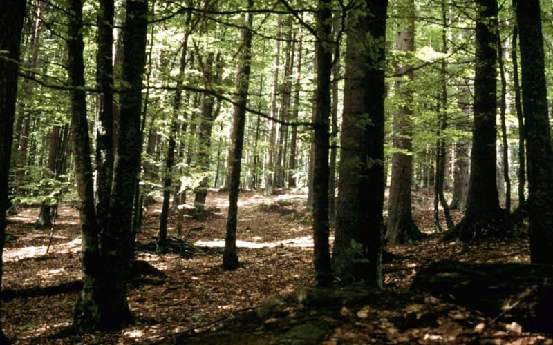 Wald im Sumava Nationalpark Böhmerwald