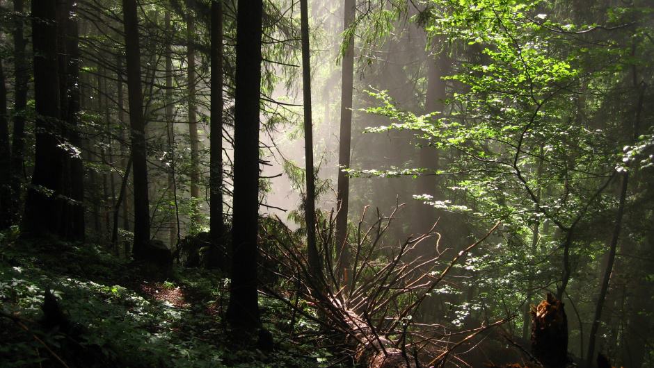 Wildnis im Karwendel