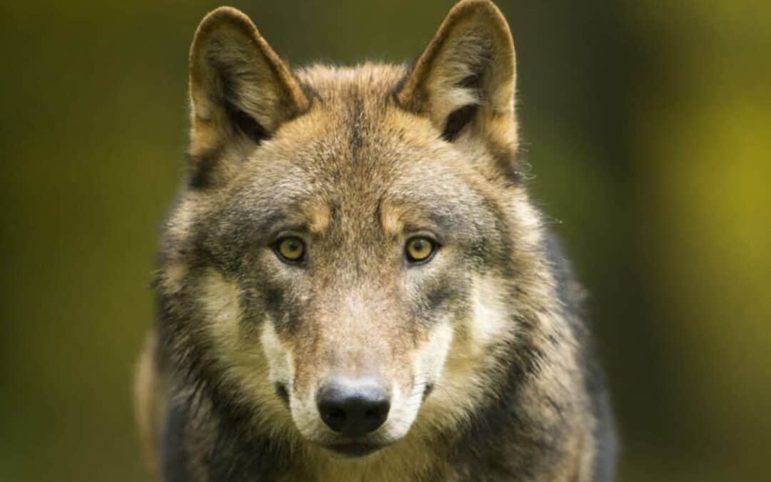Good News: EuGH-Gutachten bestätigt strengen Wolf-Schutz