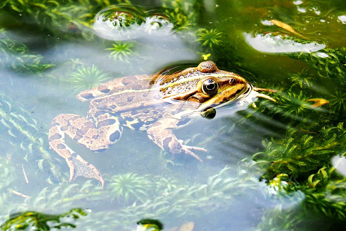 Erdal - brauner Frosch