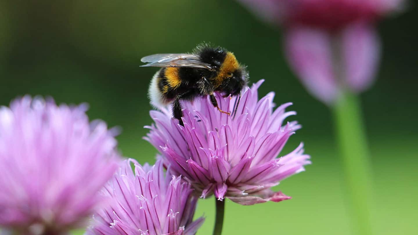 wilbienen-fließigen-bienen-hummel-am-klee