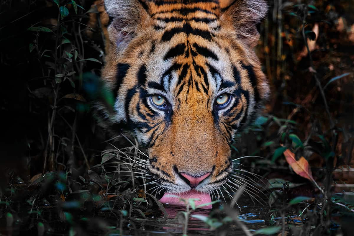 männlicher Bengal Tiger, wie er Wasser trinkt