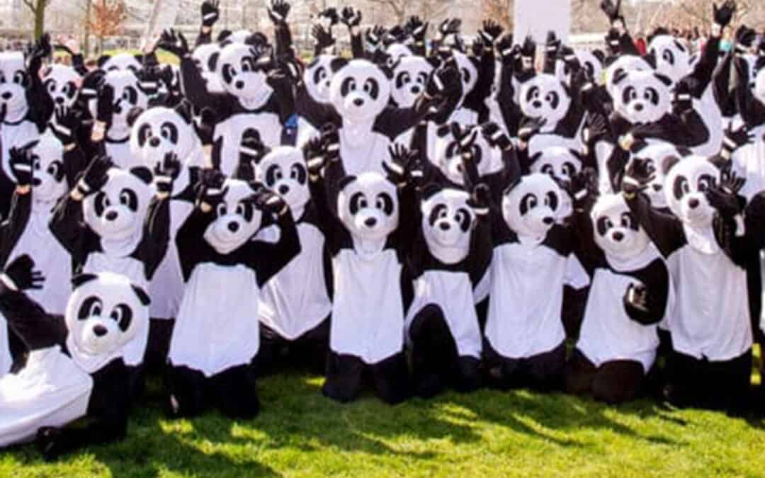 TEAM PANDA Newsletter Danke