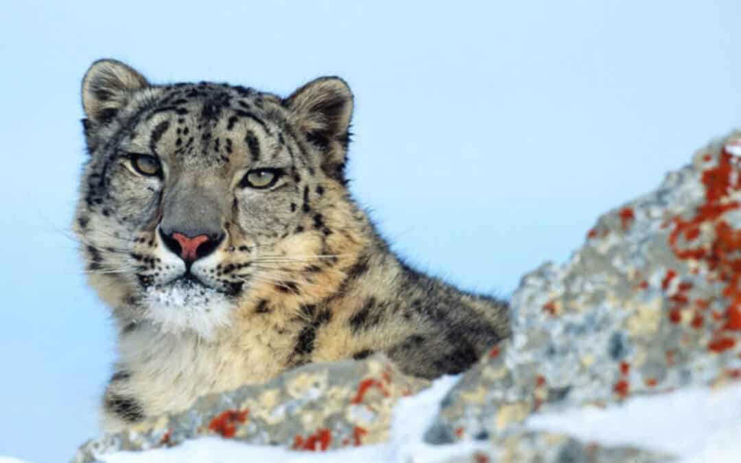 Patenquiz Schneeleopard