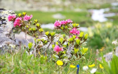 Die Alpen: eine Schatzkammer der Natur