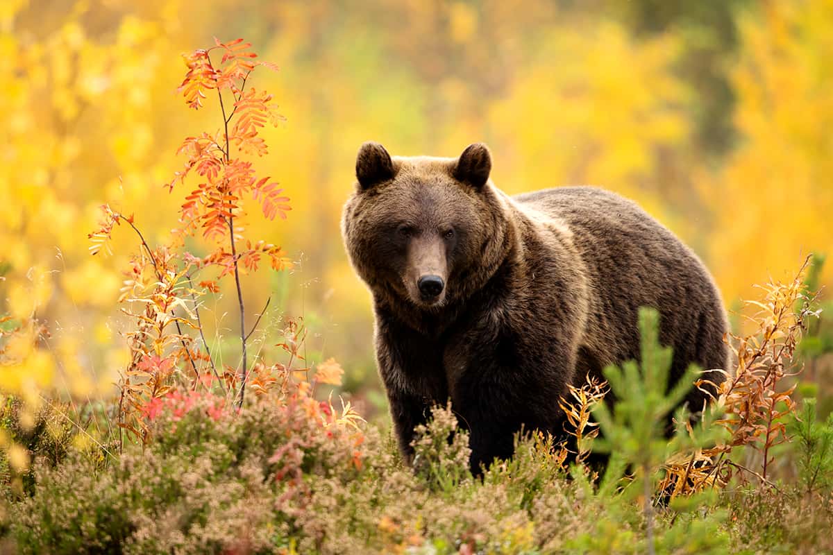 Coverbild Stromanbietercheck Banner (c) WWF