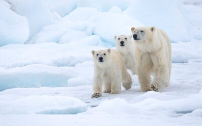 Auf dünnem Eis: Klimakrise und Lebensraum-Verlust bedrohen die Könige der Arktis