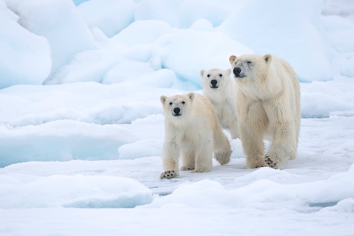 Coverbild Stromanbietercheck Banner (c) WWF