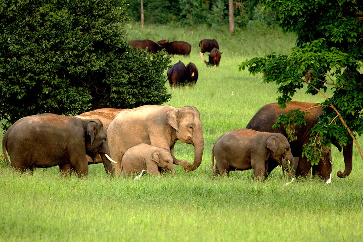 Coverbild Stromanbietercheck Banner (c) WWF