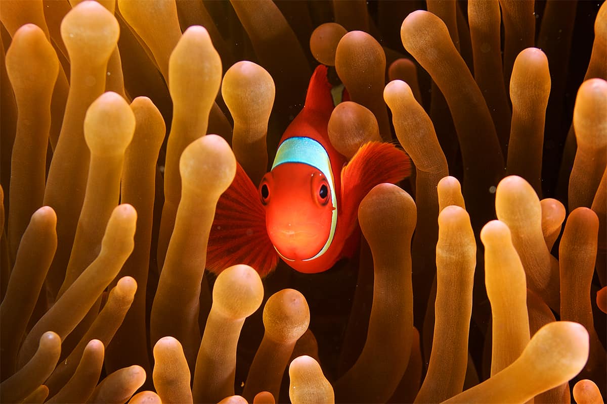 Fisch lebt in Symbiose mit Koralle