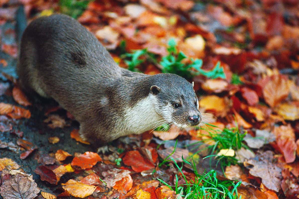 Coverbild Stromanbietercheck Banner (c) WWF