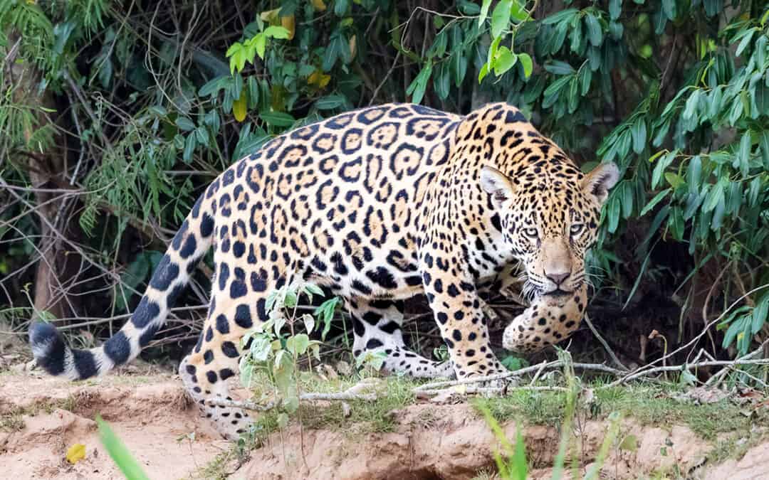Jaguar