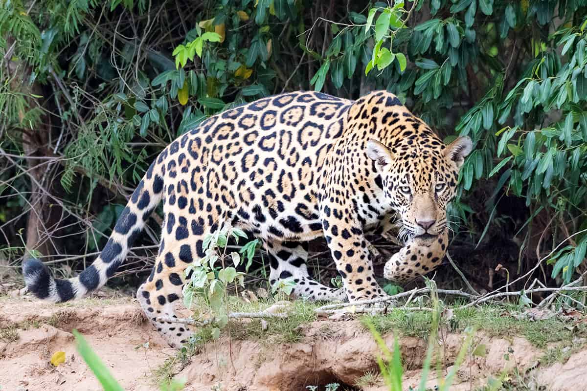 Jaguar