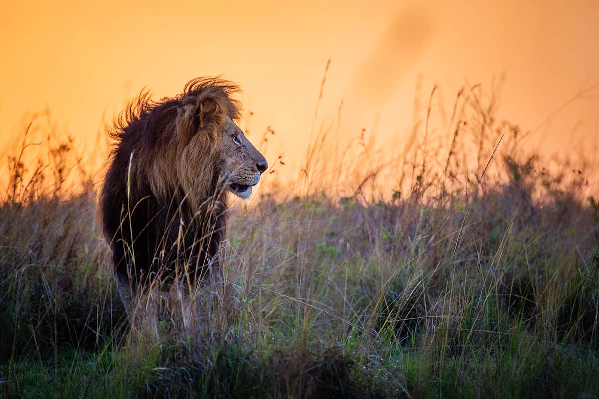 WWF-Oesterreich-bedrohte-Tierarten-Ein-Loewe-bei-Abendstimmung