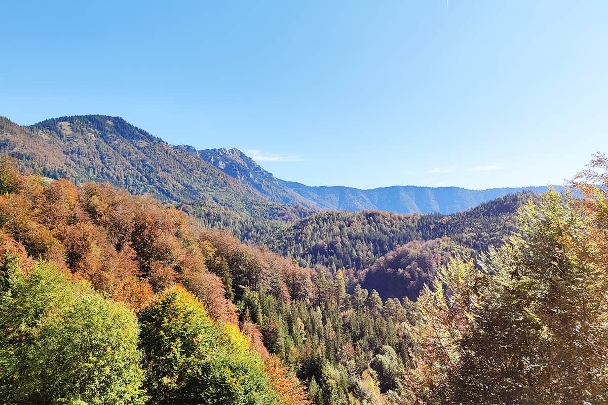 ÖfB - naturnahe Wälder im österreichischen Alpenvorland