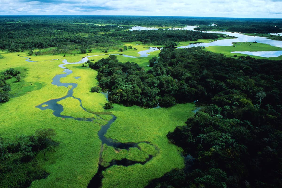 Regenwald überschwemmt in der Regenzeit