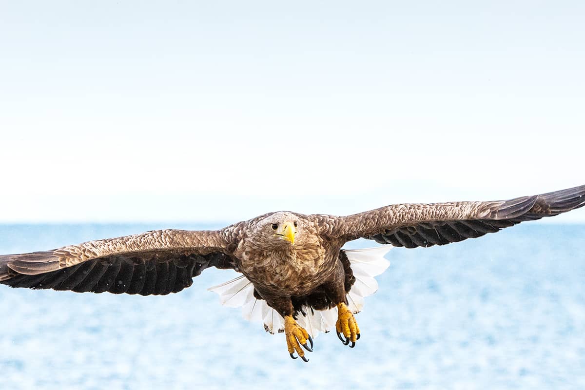 Seeadler