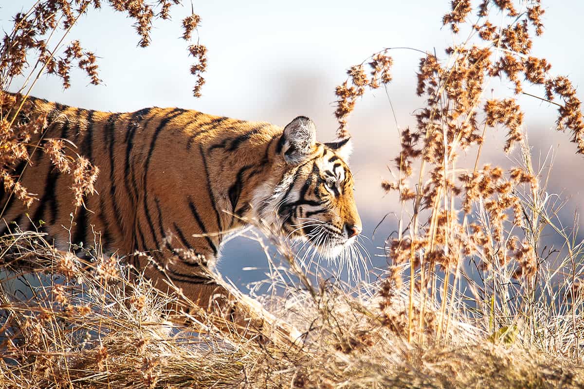 WWF-Oesterreich-Ein-Tiger-im-Gebuesch