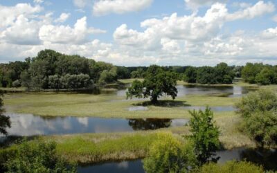 EU-Renaturierungsgesetz: WWF begrüßt Vorstoß von Wien und Kärnten