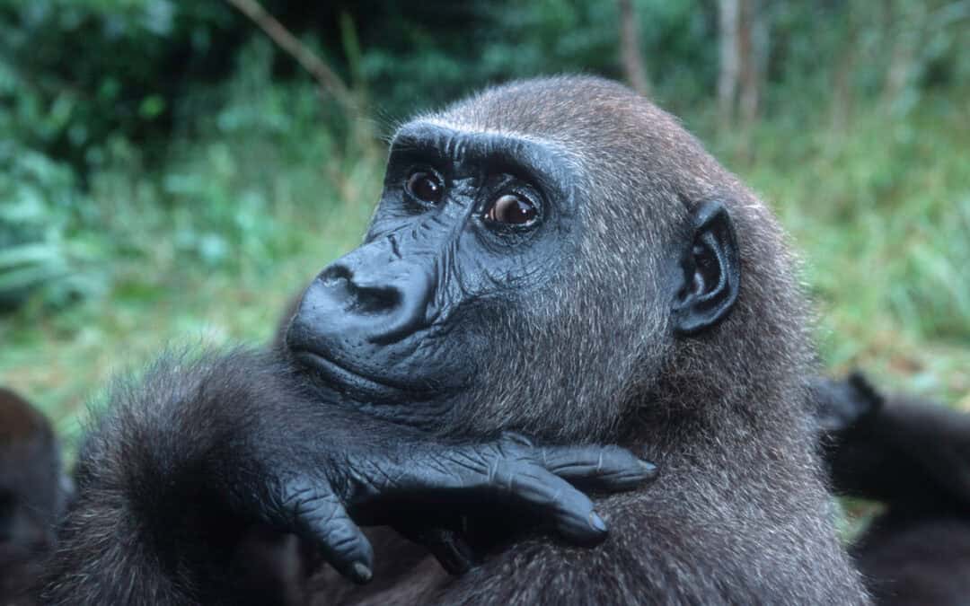 Fotoalbum Gorilla