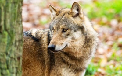Tiroler Wolfsabschüsse: EuGH-Gutachten bestätigt WWF und ÖKOBÜRO