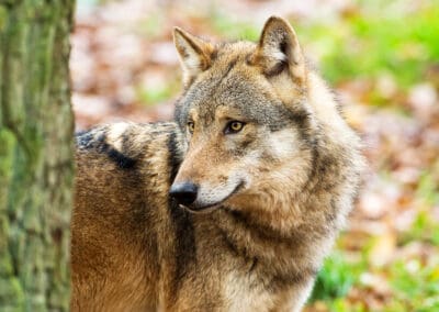 Wolf im Wald