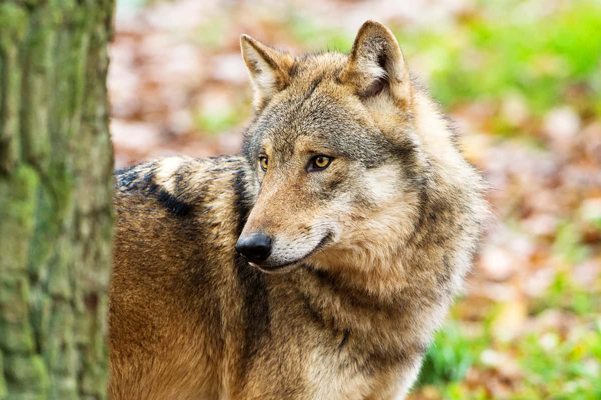 Wolf im Wald