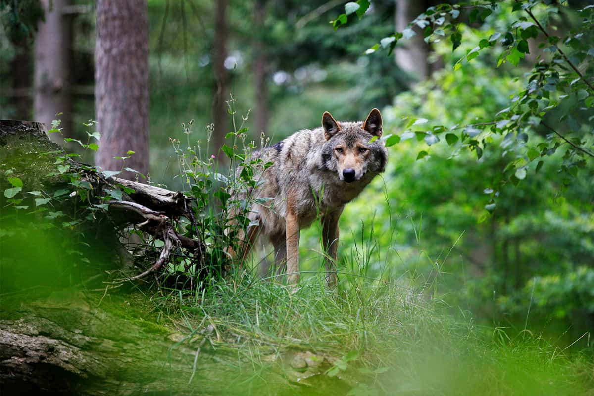 Ein Wolf mitten im Wald