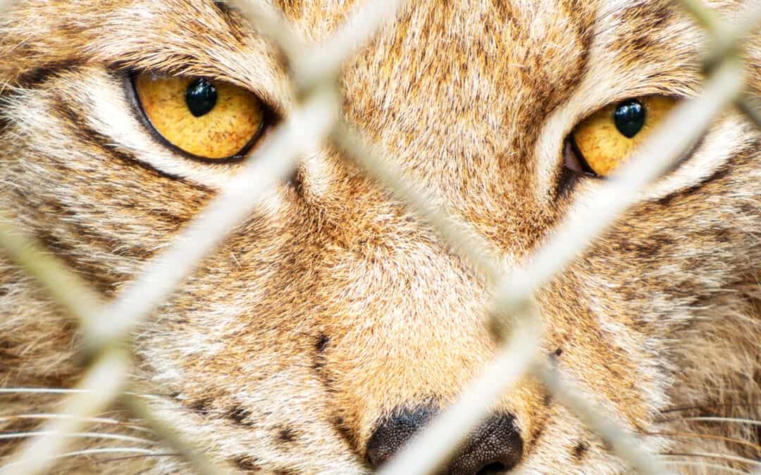 Wildtierkriminalität